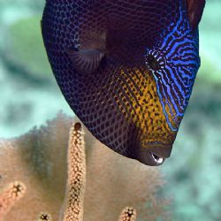 Black Durgon taken with Nikon D70, 105mm at Little Cayman. by Larissa Roorda 